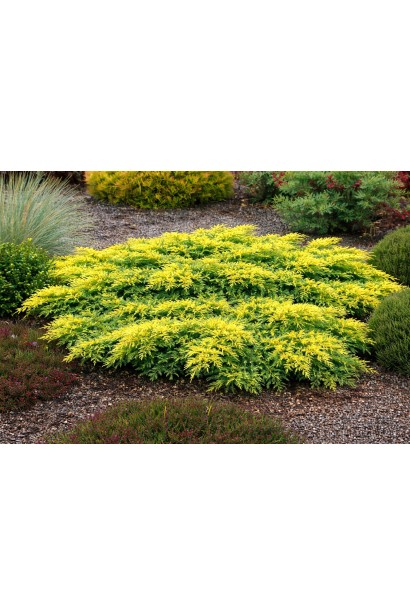 Ялівець Голден Спрінг дорослий кущ